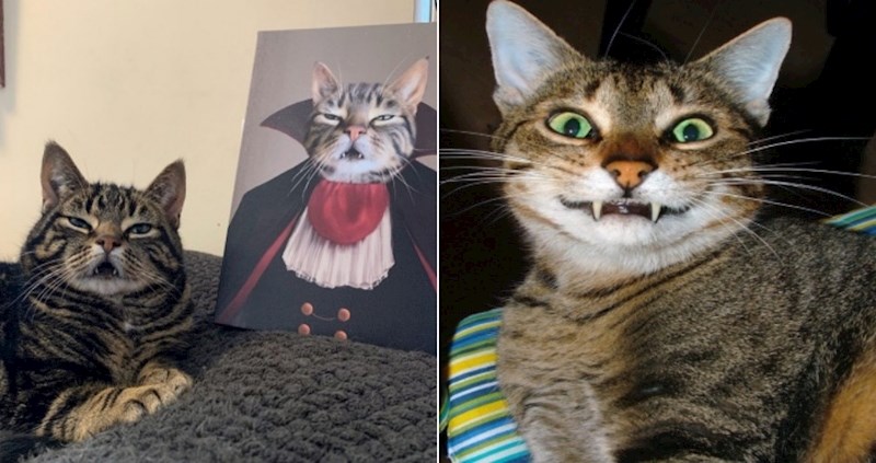 20 puta kad ljudi nisu bili sigurni imaju li za kućnog ljubimca mačku ili vampira