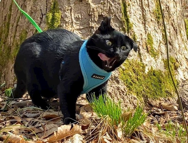 4. "Moj mačak vidio je travu prvi put u životu. Koje uzbuđenje!"