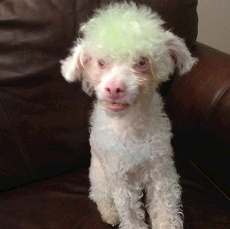 13. "Sestra se ponudila da mi ošiša psa. Pristala sam, jer zašto ne uštedjeti nešto novca. Ovo je rezultat. A mojoj sestri je zabranjeno približiti se psu."