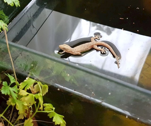 2. Gušter chilla na površini nečijeg akvarija