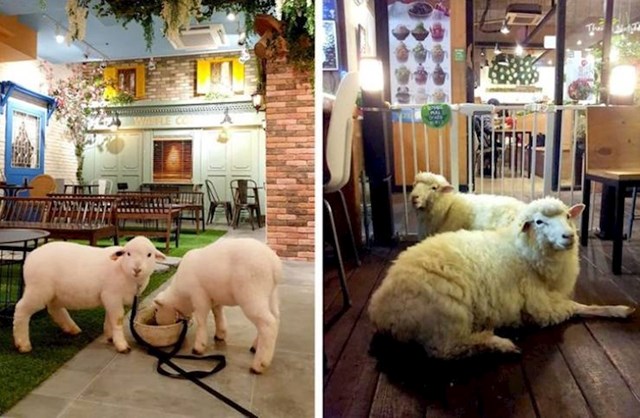 2. U Južnoj Koreji postoji kafić u kojem žive ovce. Jako su druželjubive i slobodno ih možete maziti.🥰