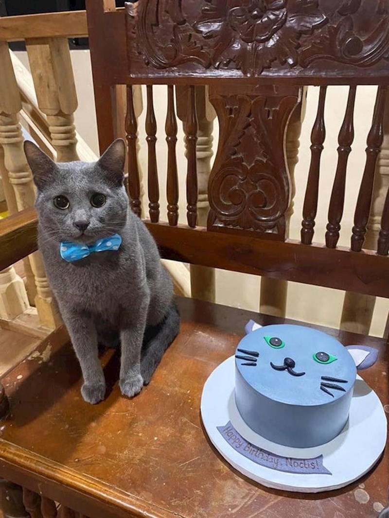 4. Maca slavi ročas i dobila je tortu!😄