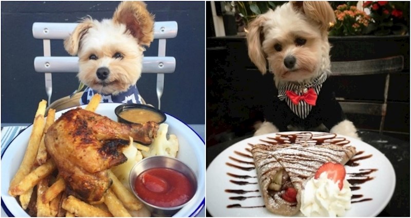 Ovaj je pas bio izgladnjela lutalica, a sad je Instagram zvijezda koja svaki dan ide u novi restoran