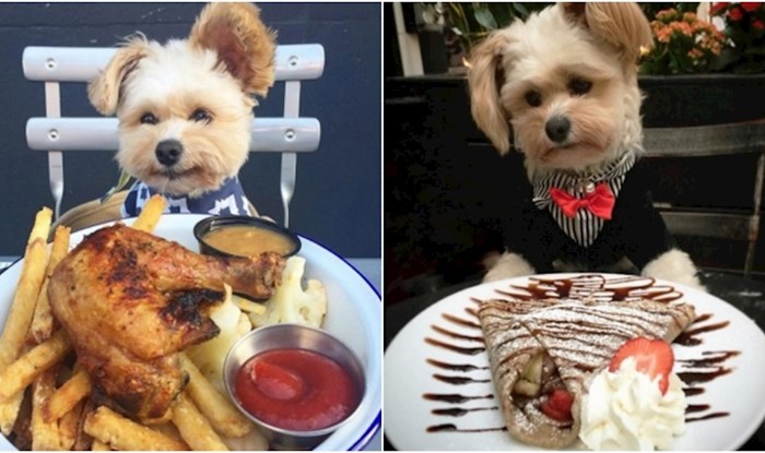 Ovaj je pas bio izgladnjela lutalica, a sad je Instagram zvijezda koja svaki dan ide u novi restoran