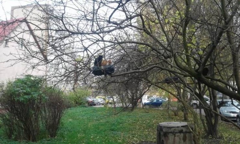 1. Ptice su otišle, a mačke došle