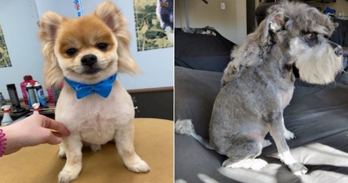 23 psa koje su vlasnici odlučili "ukrasiti" apsurdnim frizurama