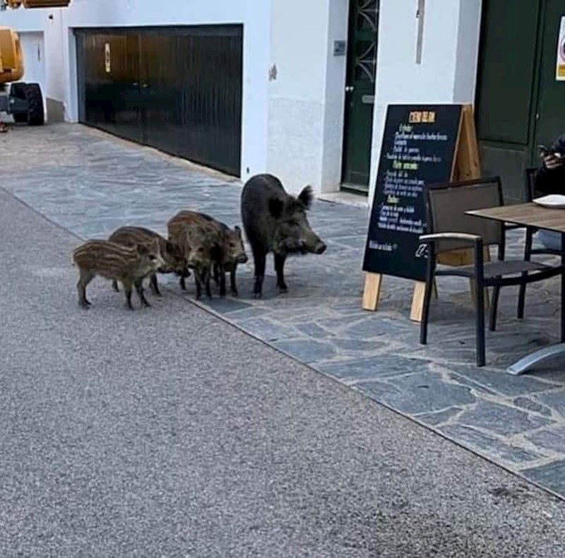 "Ništa djeco, kuglica sladoleda je 15 kuna, idemo natrag u šumu!" 😆