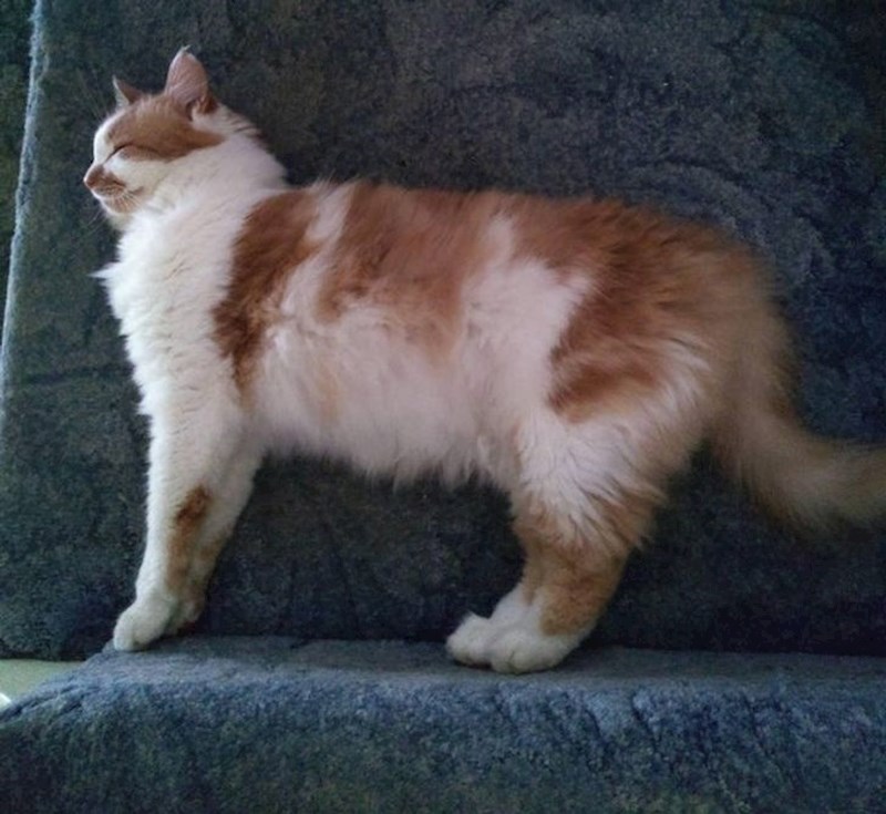 18. "Moja mačka uspjela je zaspati tako da izgleda kao da stoji"