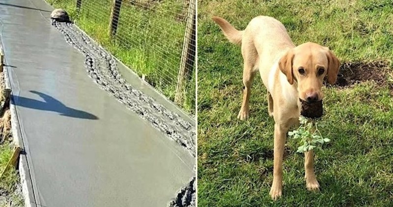 17 životinja koje su nešto gadno zeznule