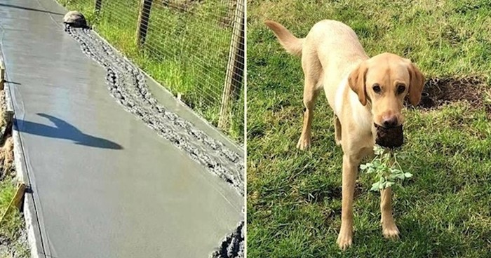 17 životinja koje su nešto gadno zeznule