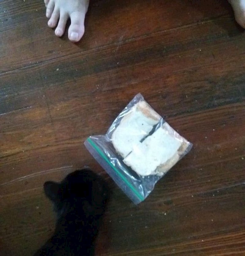 "Moja mačka nekome je ukrala ručak."