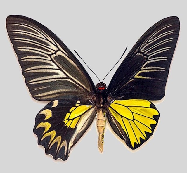 8. Lijeva polovica ovog leptira je žensko, a desna muško