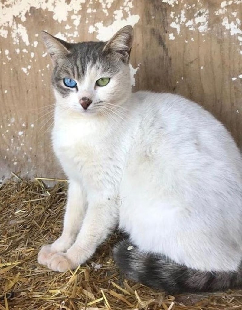 1. Maca s heterokromijom i zanimljivom flekicom na nosu