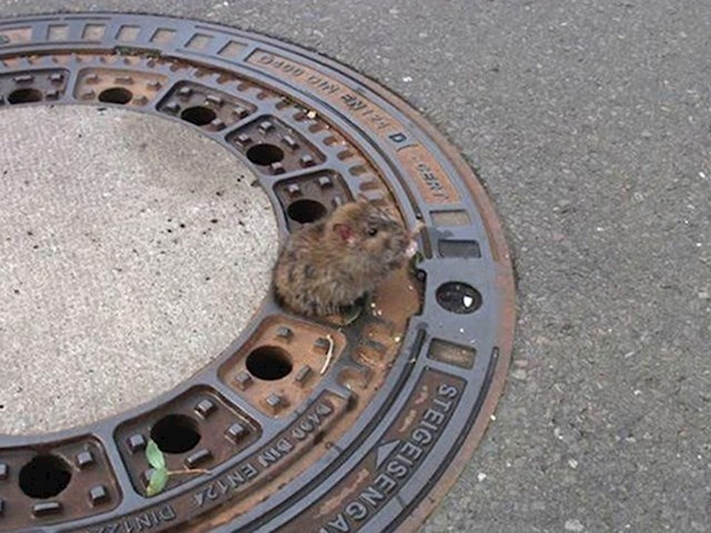 19. Ovaj štakor zapeo je u kanalizaciji i vatrogasci su ga došli spasiti!❤️
