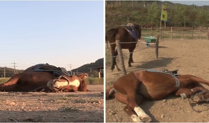 VIDEO Ovaj lijeni konj pravi se mrtav svaki put kad ga netko proba zajašiti