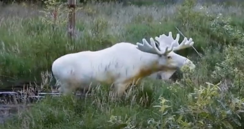 VIDEO 15 albino životinja koje se rijetko mogu vidjeti