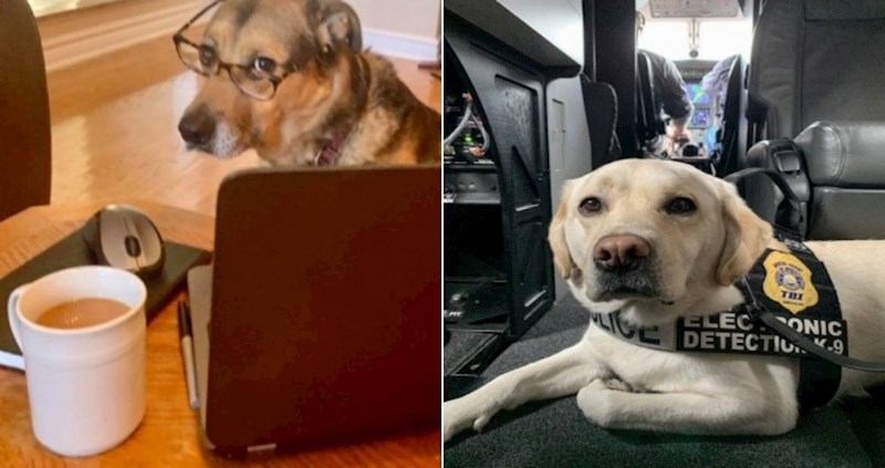 30 vrijednih pasa koji su potpuno koncentrirani na svoj posao