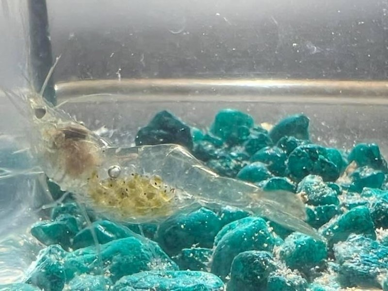 5. Ovako izgleda škamp u drugom stanju