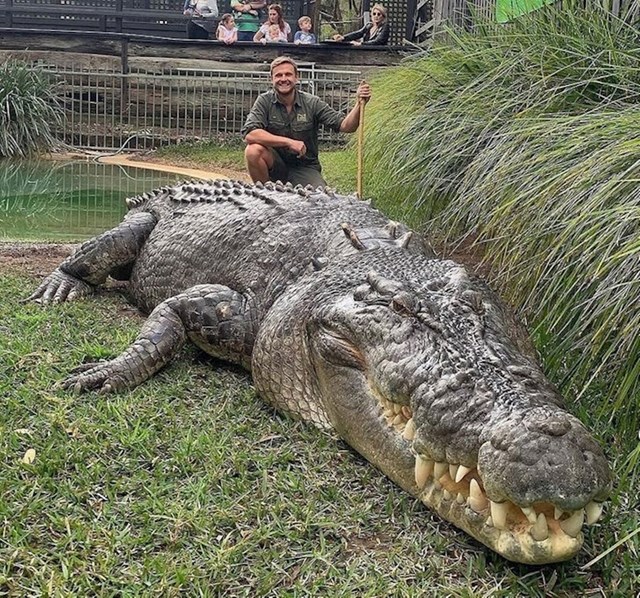 22. Elvis, jedan od najvećih krokodila na svijetu.