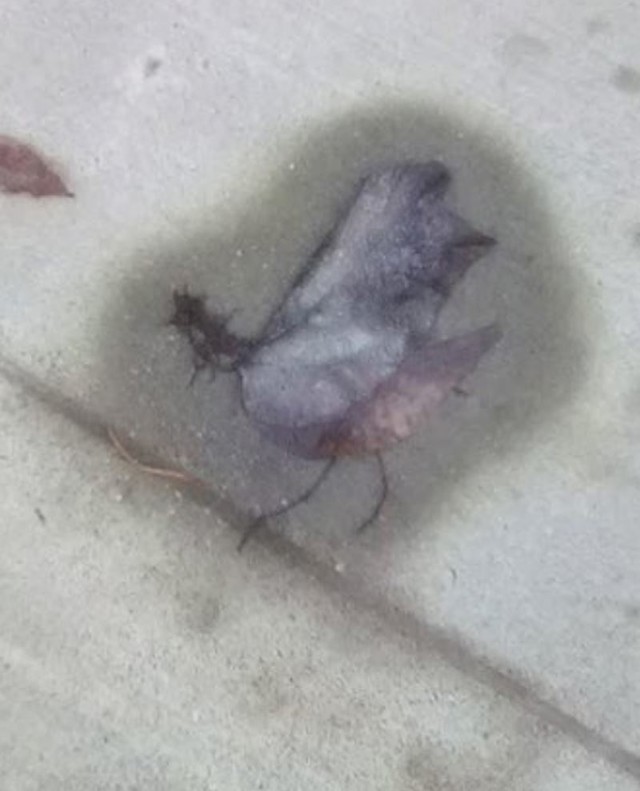 14. List izgleda kao kokoš