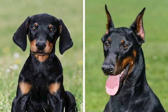 3. Doberman