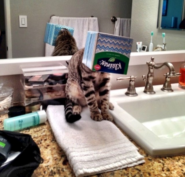 7. Čula sam čudne zvukove koji dolaze iz kupaonice. Zatekla sam svoju mačku u ovoj situaciji.