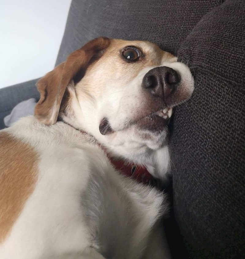 7. Obožava raditi ovakve face dok se valja po kauču