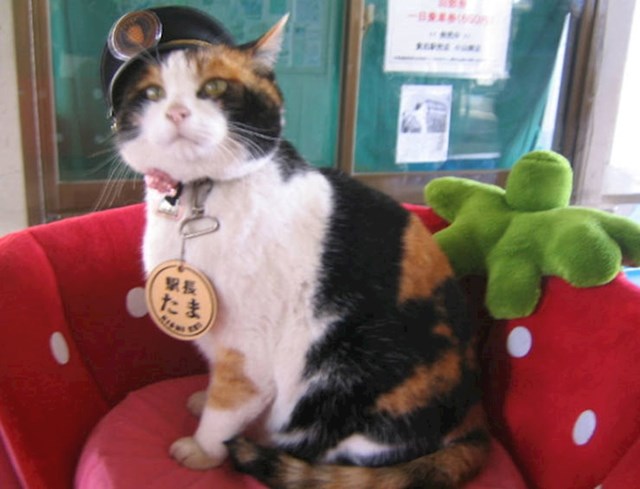 6. Ova mačka bila je "zaposlenik" jedne željezničke postaje u Japanu.