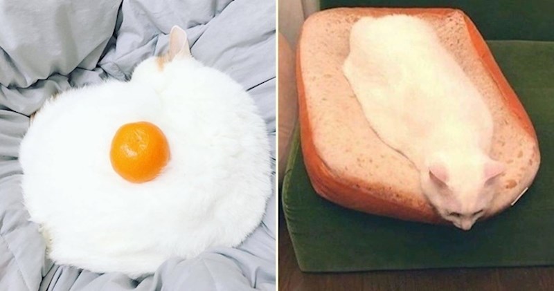 15 mačaka koje su na trenutak nalikovale na hranu