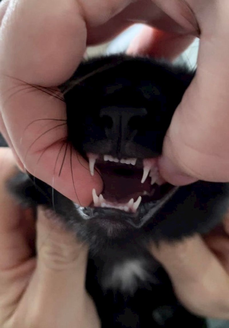 8. Ima dva donja očnjaka viška!