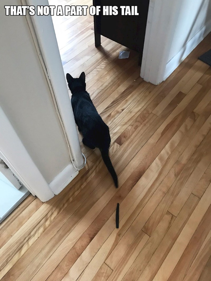 7. To nije dio njegovog repa