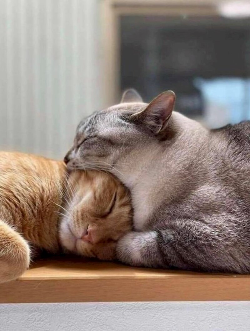 4. Maca jede macu?😳😅