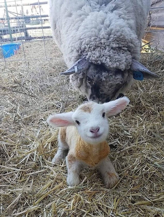 1. Slatkica koja je u vrijeme fotkanja na ovom svijetu bila tek 15 minuta🥰
