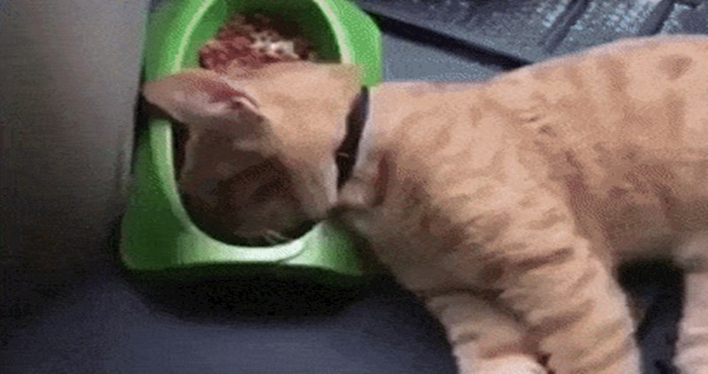 Sigurno još niste vidjeli mačku koja ovako pije vodu