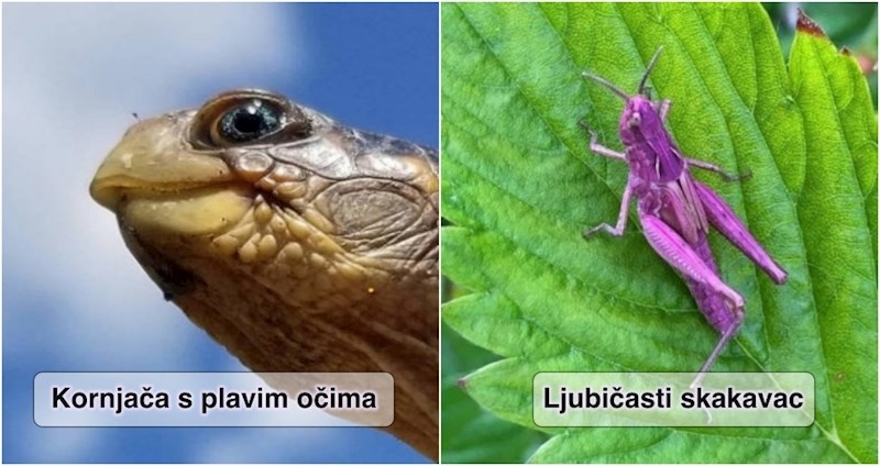 15 čudesnih prizora koje gotovo nikada ne vidimo uživo