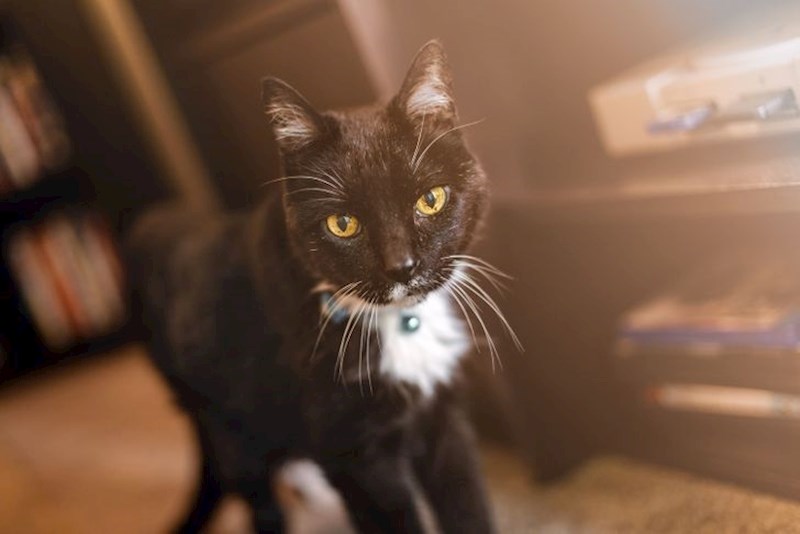 12. Ovo je moja mačka Bubba i ima 21 godinu. Starija je od mene godinu dana i kad sam bila mala beba spasila me od škorpiona.