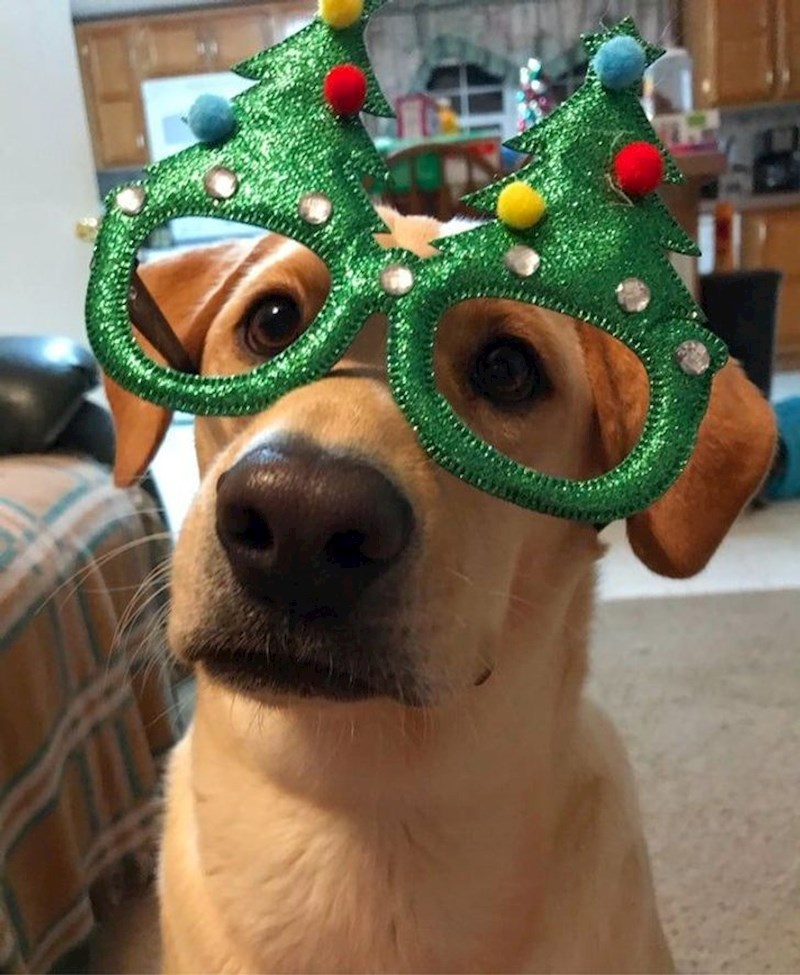 6. Rekla sam svom psu - oraspoloži me! Vratio se iz sobe ovako...