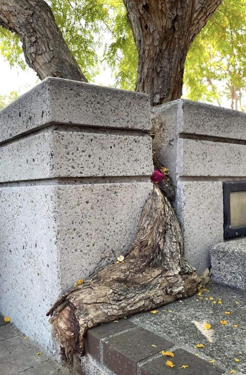 2. Stablo raste kroz rupu u betonu