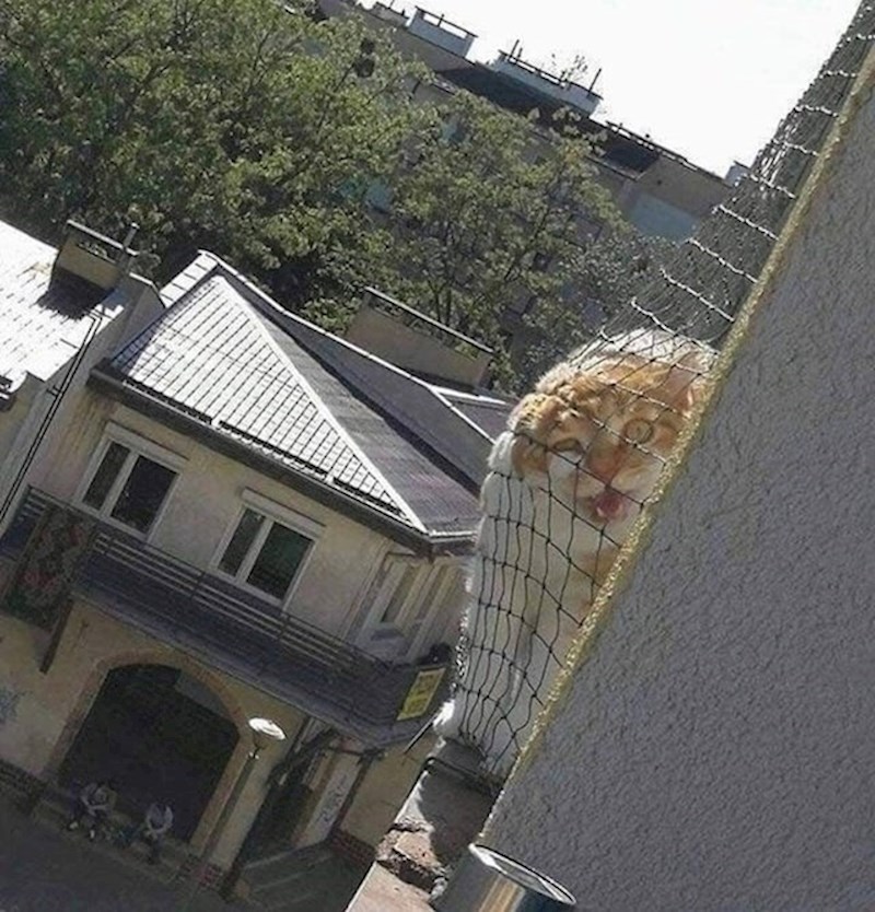 14. "Mačka našeg susjeda može nas pronaći bilo kad i bilo gdje."