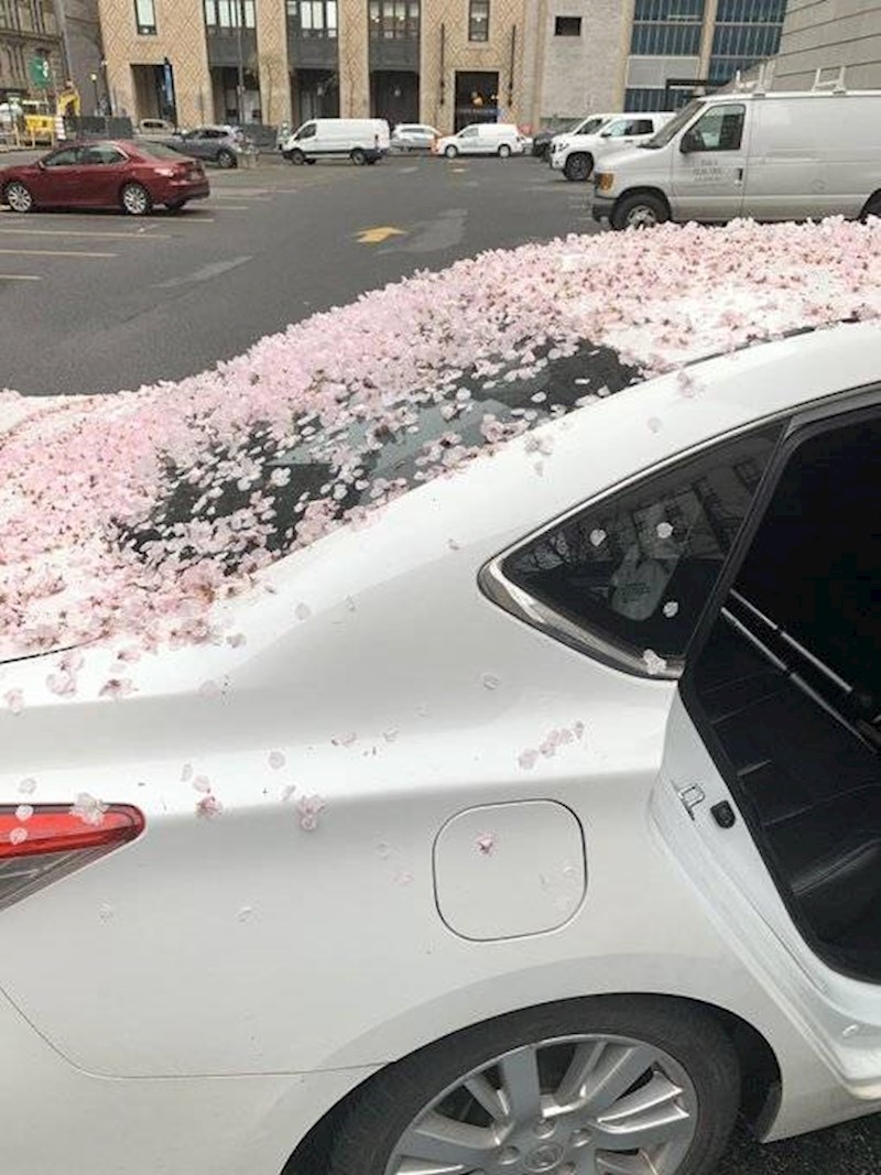 14. Obasuo je njezin auto ružinim laticama...