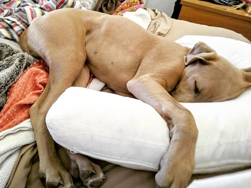 5. "Mama mi je kupila anatomski jastuk Polly kaže da joj se sviđa."😁