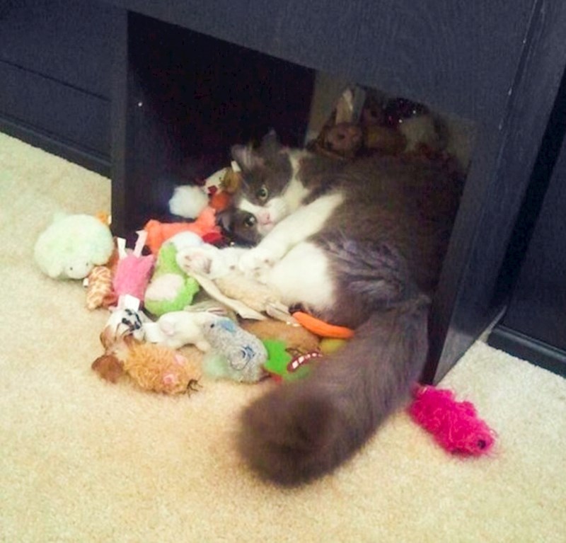 9. "Pronašli smo njegovu tajnu zalihu igračaka."