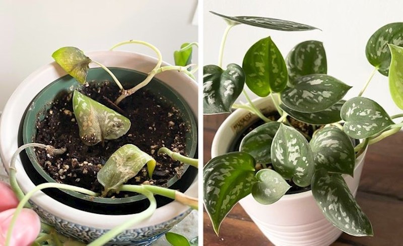 4. Moja biljka gotovo magično je oživila