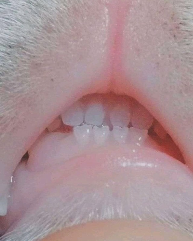 Ovako izgledaju prednji mačji zubi.