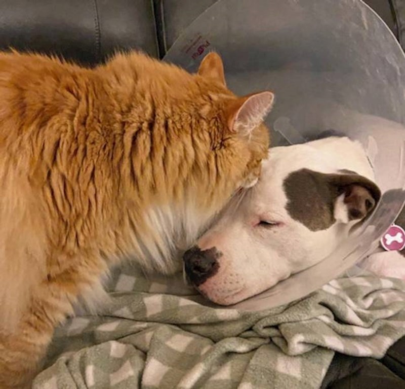 15. Daje mu pusu da brže ozdravi🥰