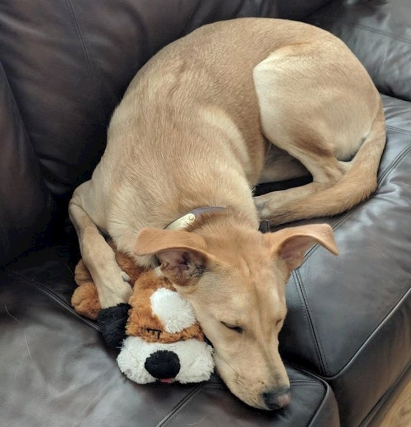 10. Njegov najdraži plišanac koji ima ugrađen imitator pulsa