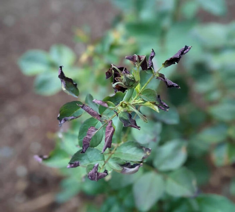 3. Niti biljke ne vole vrućinu😔