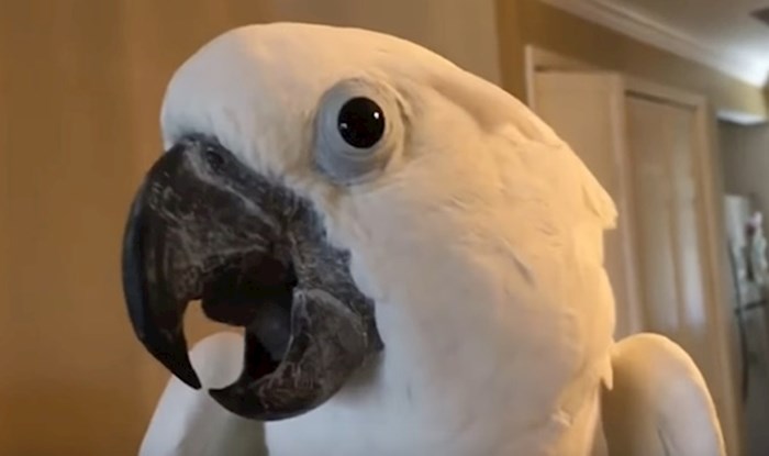 VIDEO Smiješne papige koje proživljavaju svoje žute minute