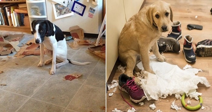 20 fotki pasa koji su uhvaćeni u nepodopštinama i jako ih je sram
