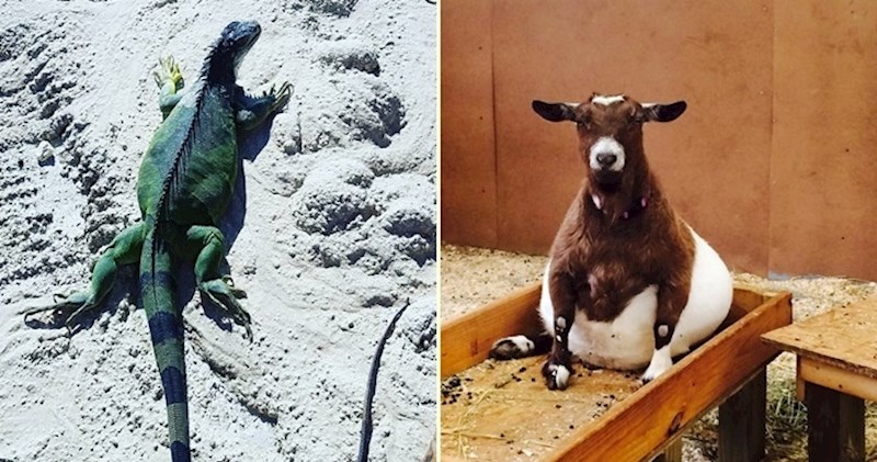 Ako ste se ikada zapitali kako izgledaju životinje u drugom stanju - evo odgovora